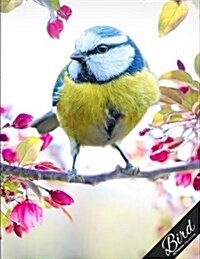 Bird Notebook Collection: Bird on a Branch, Writing Composition Notebook/Journal/Diary Gift Idea 100 Pages, 8.5 X 11 (Paperback)