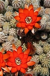 Flowering Cactus Notebook (Paperback)