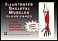 Illustrated Skeletal Muscle Flash Cards (Hardcover)