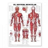 The Muscular System Anatomical Chart in Spanish (El Sistema Muscular (Other, 2)