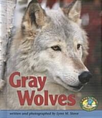 Gray Wolves (Paperback)