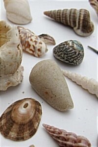 My Shell Collection Notebook (Paperback)