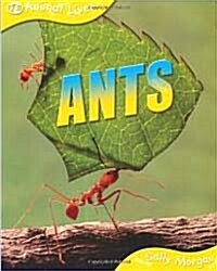 Ants (Animal Lives) (Paperback)