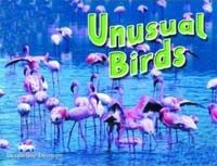 Unusual Birds (Paperback, 1st)