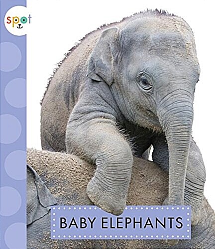 Baby Elephants (Library Binding)