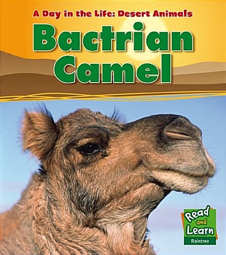 Bactrian Camel (Hardcover)