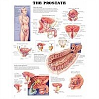 The The Prostate Anatomical Chart (Chart, Wall)