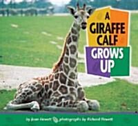A Giraffe Calf Grows Up (Library)