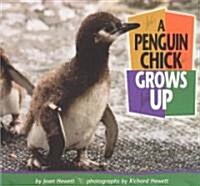 A Penguin Chick Grows Up (Paperback)