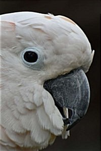 My Cockatoo Notebook (Paperback, NTB)