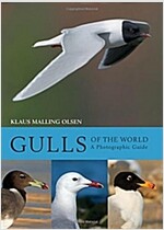 Gulls of the World: A Photographic Guide (Hardcover)