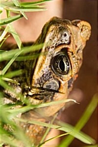 Cane Toad in Grasses of Australia Journal: Take Notes, Write Down Memories in This 150 Page Lined (Paperback)