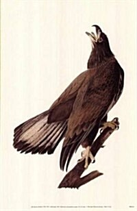 Bald Eagle (Poster)