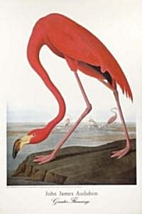 Audubon/Greater Flamingo Poster (Paperback)