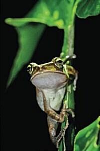 Tree Frog Notebook (Paperback)