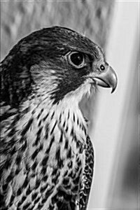 Peregrine Falcon Notebook (Paperback)