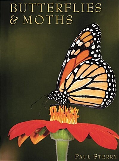 Butterflies & Moths (Hardcover)