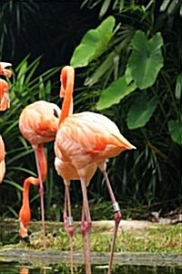 Flamingo Notebook (Paperback)