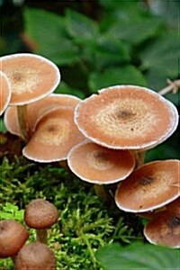 Fungus Notebook (Paperback)