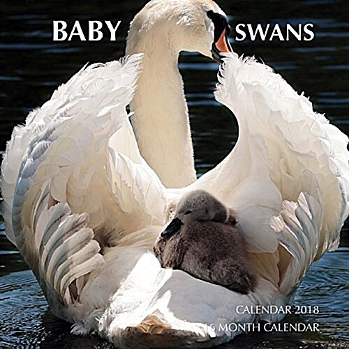 Baby Swans Calendar 2018: 16 Month Calendar (Paperback)