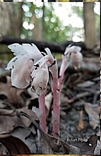 Indian Pipes: Journal/Planner (Paperback)