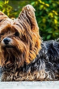 Super Cute Little Yorkshire Terrier Resting on Her Paws Journal: Take Notes, Write Down Memories in This 150 Page Lined Journal (Paperback)