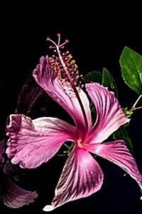 Hibiscus Flower Bloom Isolated on Black Journal: Take Notes, Write Down Memories in This 150 Page Lined Journal (Paperback)