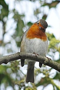 Curious Robin Red Breast Bird Journal: 150 Page Lined Notebook/Diary (Paperback)