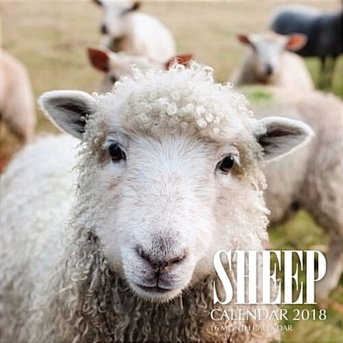 Sheep Calendar 2018: 16 Month Calendar (Paperback)