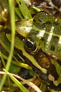 Amphibians Notebook (Paperback)