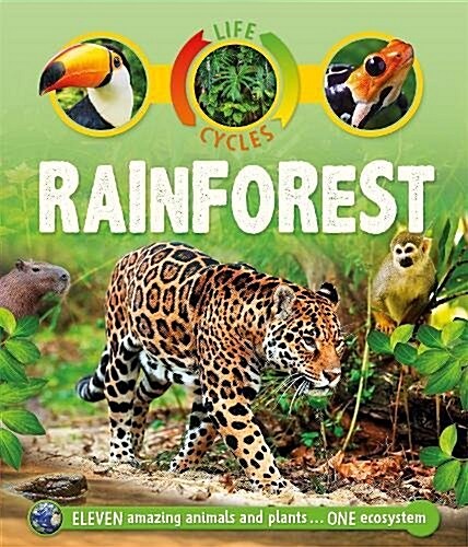 Life Cycles: Rainforest (Paperback)