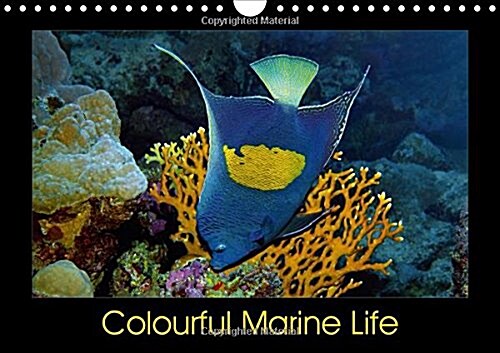 Colourful Marine Life 2018 : Brightly coloured underwater world (Calendar)