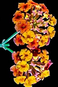 Red Orange and Yellow Lantana Camara Flowers Blooming Journal: Take Notes, Write Down Memories in this 150 Page Lined Journal (Paperback)