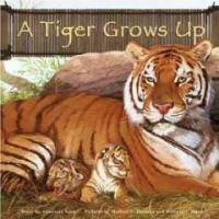 (A)tiger grows up 