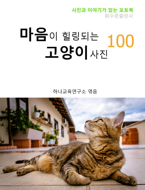 마음이 힐링되는 고양이 사진 100