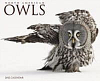 North American Owls 2012 Calendar (Paperback, Wall)