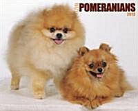 Just Pomeranians 2012 Calendar (Paperback, Wall)