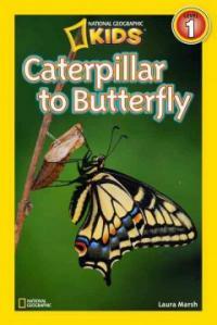 Caterpillar to butterfly 