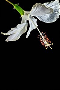 White Hibiscus Flower Isolated on Black Journal: Take Notes, Write Down Memories in this 150 Page Lined Journal (Paperback)