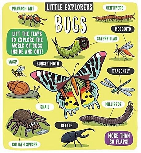 Little Explorers: Bugs (Board Book)