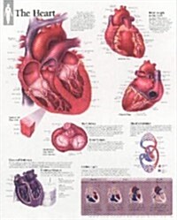 The Heart Chart: Wall Chart (Other)