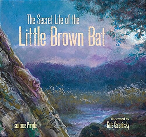 [중고] The Secret Life of the Little Brown Bat (Hardcover)