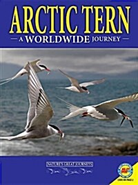 Arctic Terns: A Worldwide Journey (Paperback)