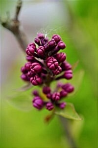 Purple Lilac Buds Journal: Take Notes, Write Down Memories in This 150 Page Lined Journal (Paperback)