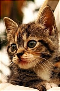 Kitten Notebook (Paperback)