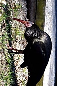 Northern Bald Ibis Looking for Food Journal: Take Notes, Write Down Memories in This 150 Page Lined Journal (Paperback)