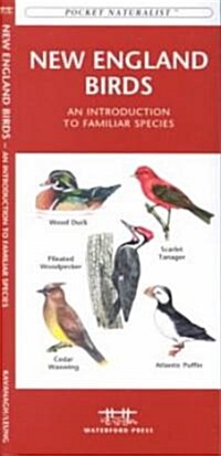 New England Birds: A Folding Pocket Guide to Familiar Species (Paperback)