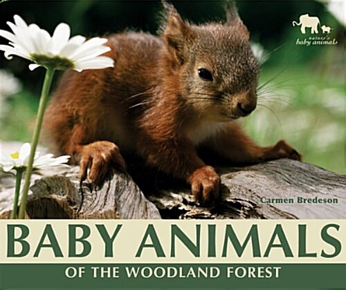 Baby Animals of the Woodland Forest (Paperback)