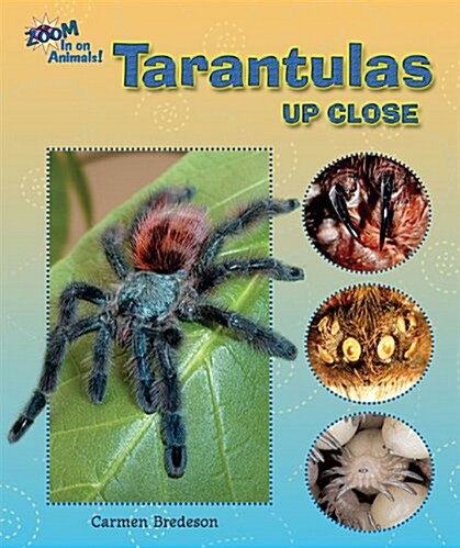 Tarantulas Up Close (Paperback)