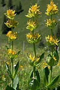 Yellow Gentian Flower Blossoms in the Hills Journal: Take Notes, Write Down Memories in this 150 Page Lined Journal (Paperback)